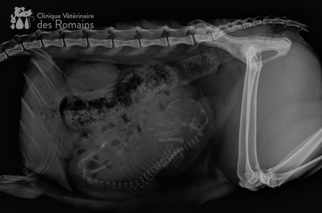 La Mise Bas De La Chienne Clinique Vétérinaire Des Romains 8748